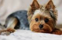 PERRITA YORKIE